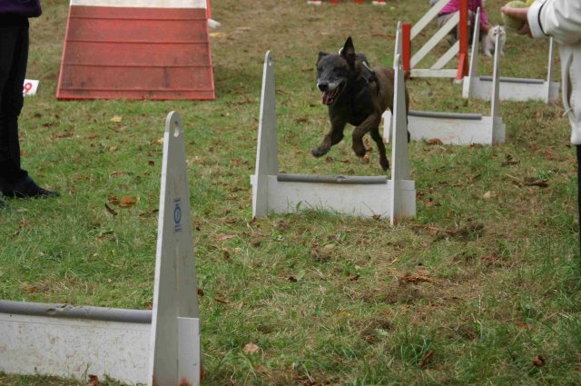 foire-haricots 2011-09-17et18